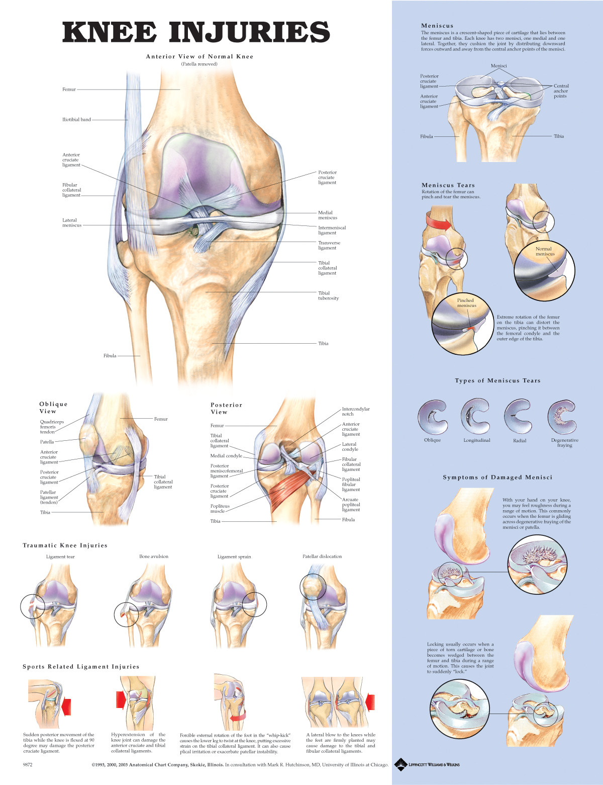 Боль в суставах латынь. Коленный сустав плакат. Анатомия колена. Анатомический плакат колена. Анатомия колена плакат.